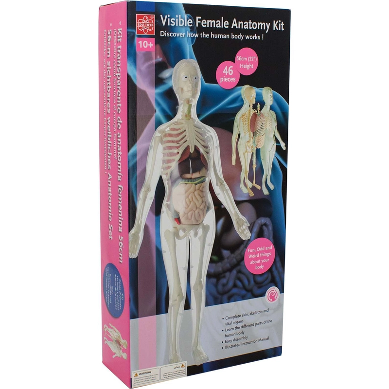 Edu-Toys Visible Female Anatomy Kit - 10 years+ 46 pieces