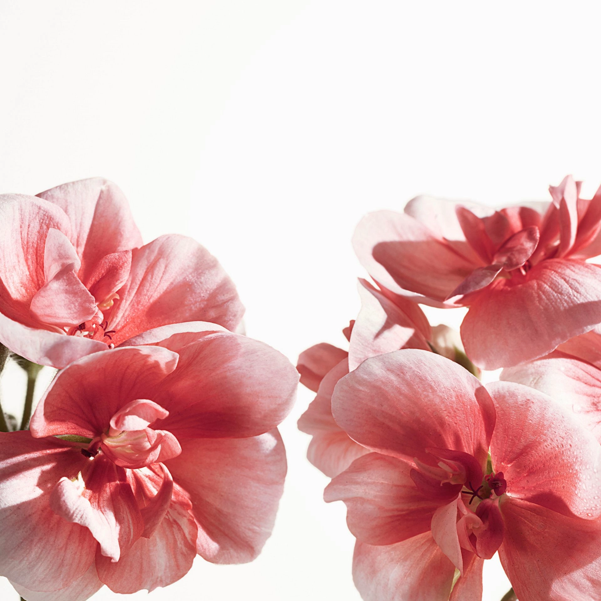 My Blush Eau de Parfum 90ml