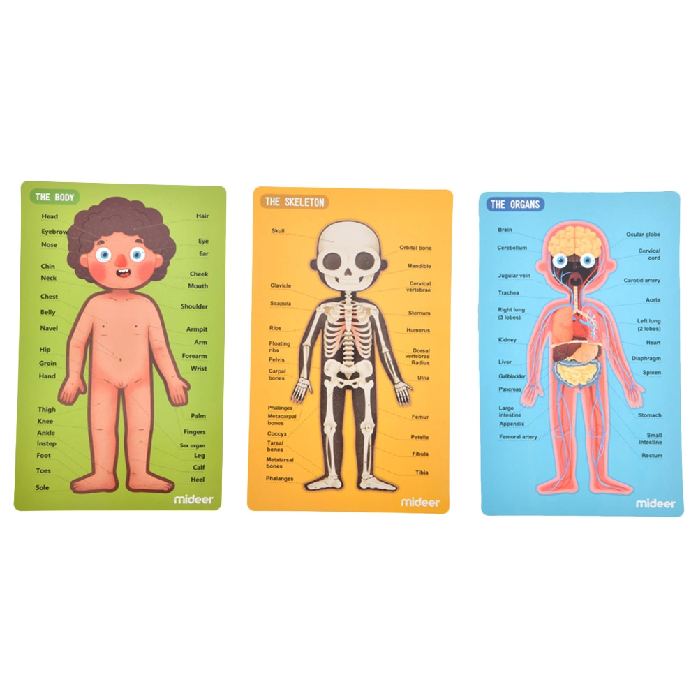 Body Magnetic Puzzle (TOP-CT7013) - 90 pcs