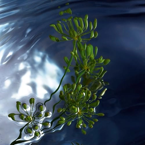 Cool Water Reborn Eau de Toilette 125 ml