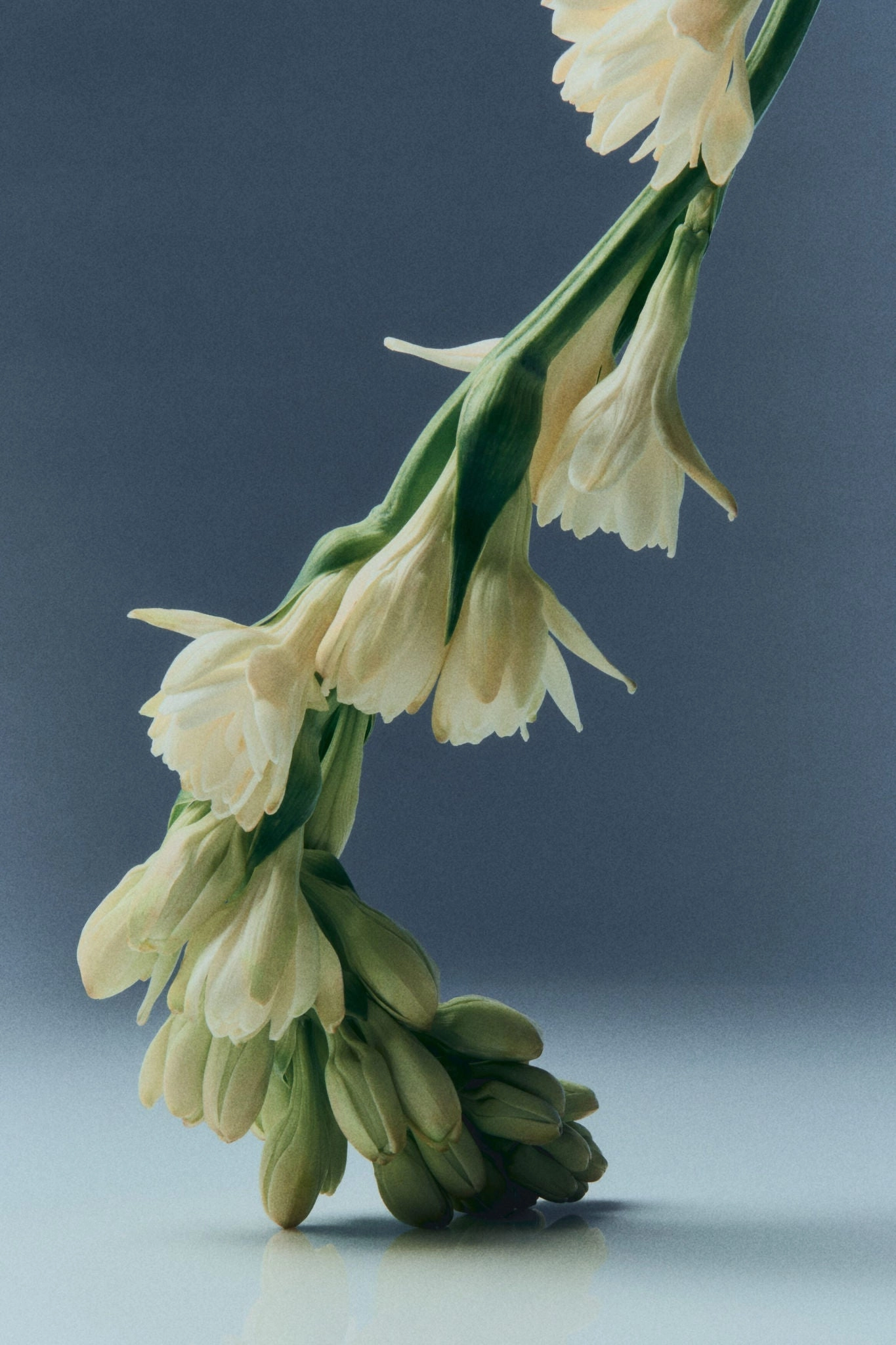 White Air Eau de Parfum 50 ml