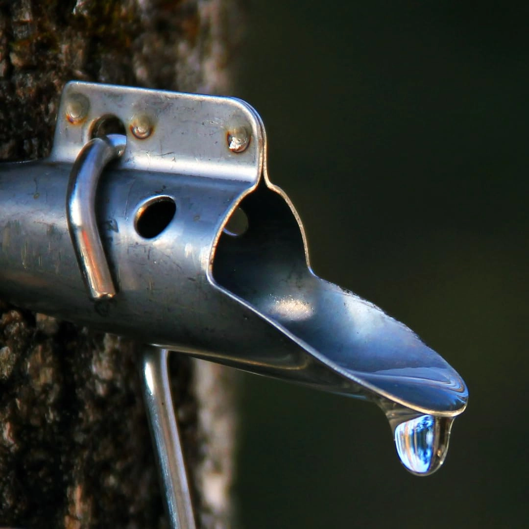 Maple Syrup Spiles - Stainless Steel 2 piece(s) + Maple Tree Tapping Drill Bit