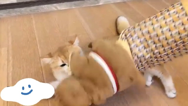 TERRIFI Cat Wrestling Glove Puppet
