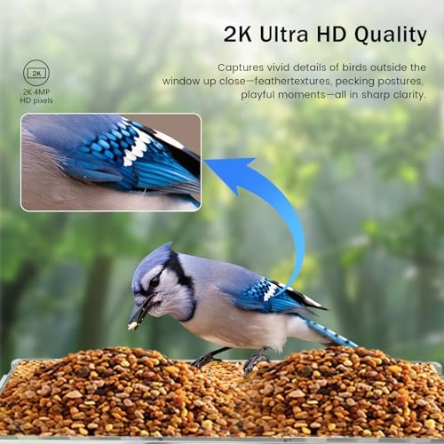 Window Bird Camera