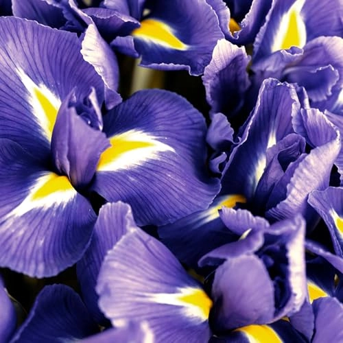 Polo Blue Eau de Parfum 75ml