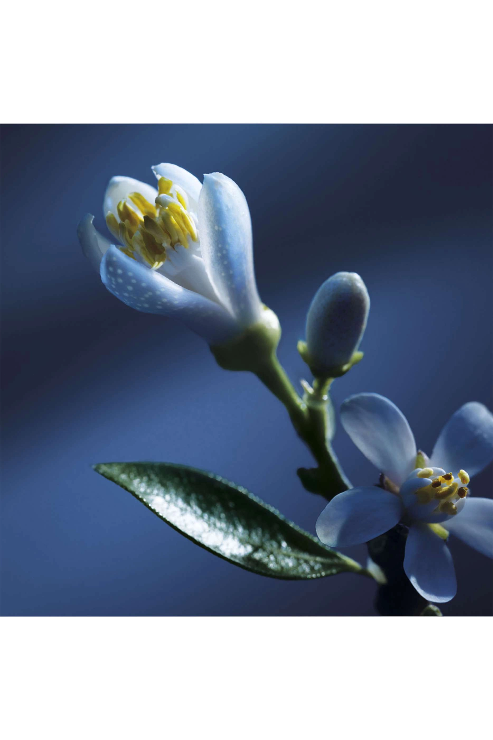 Nuit d'Oranger - Eau de Parfum 150ml