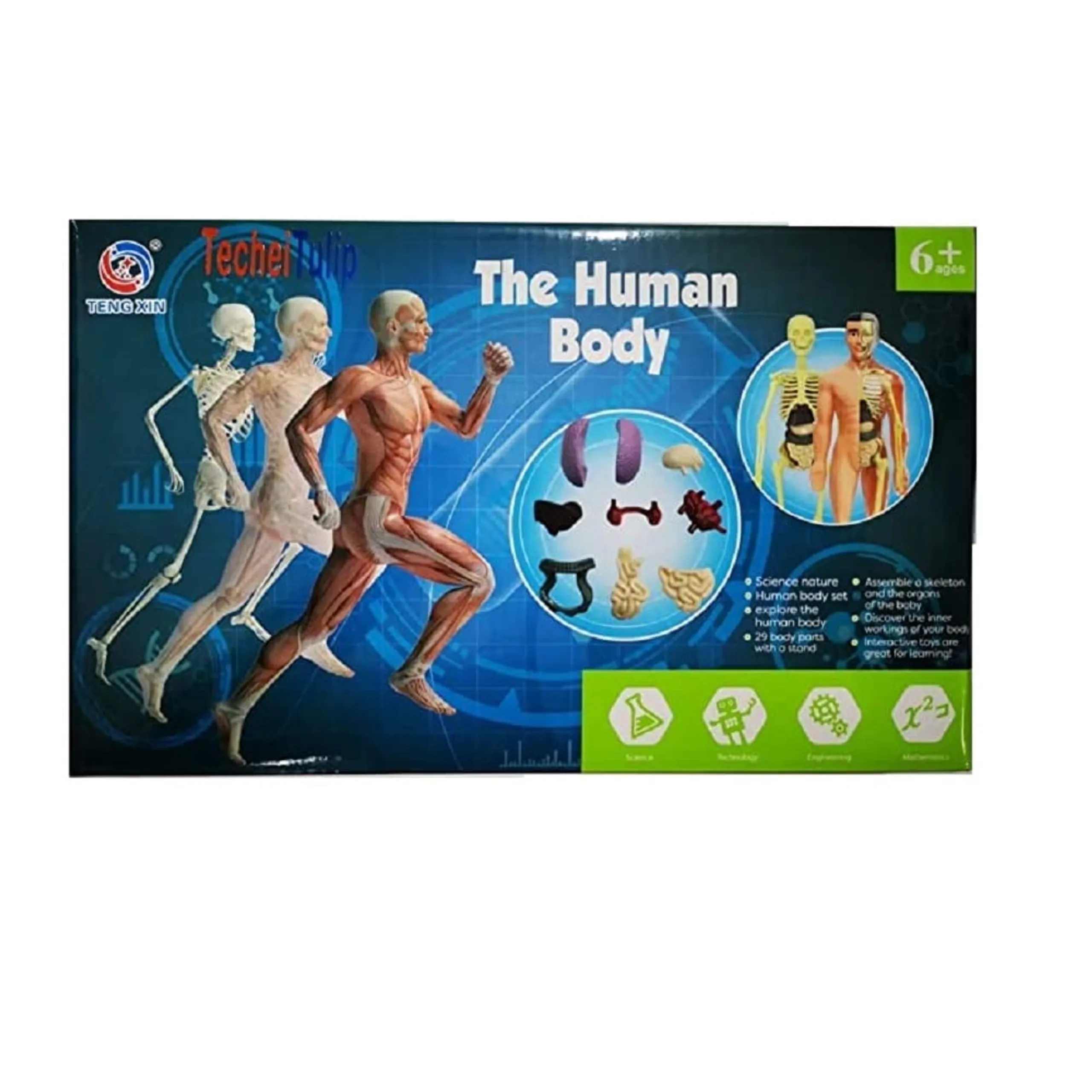 UKR Human Body Anatomy DIY STEM Kit Science - 6 years+