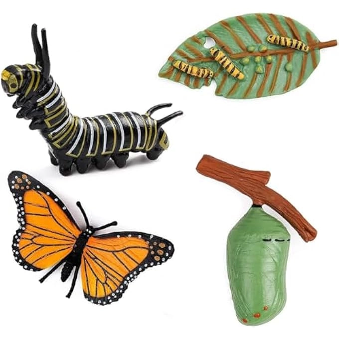 Butterfly Life Cycle Biology - 18 months - 3 years