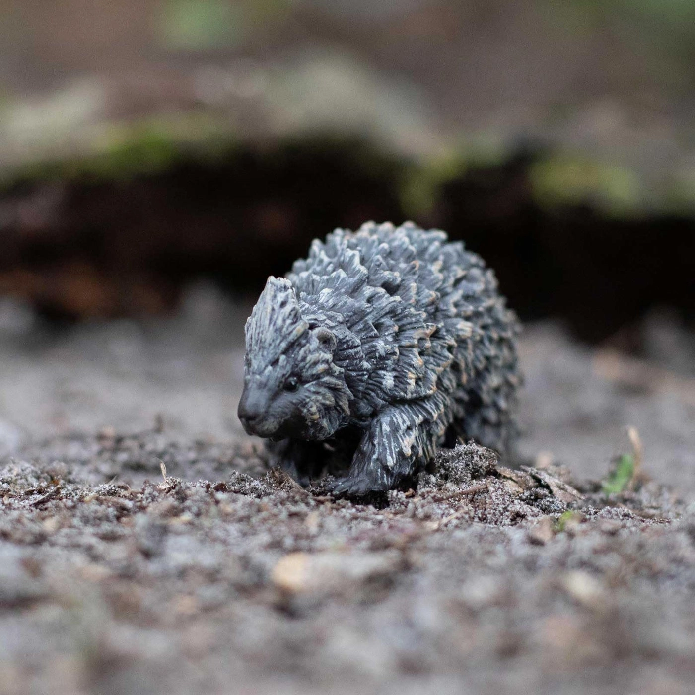 North American Porcupine - Ages 3