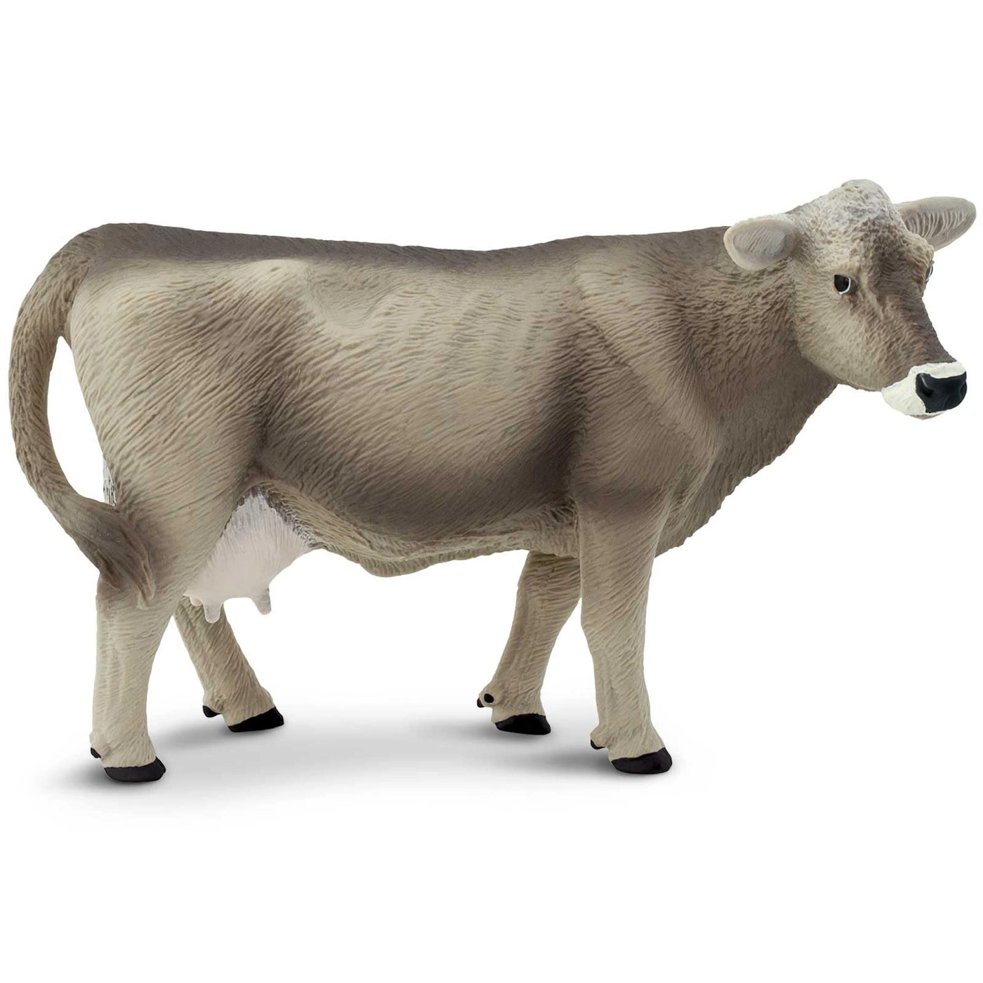 Brown Swiss Cow - 3 yr(s)