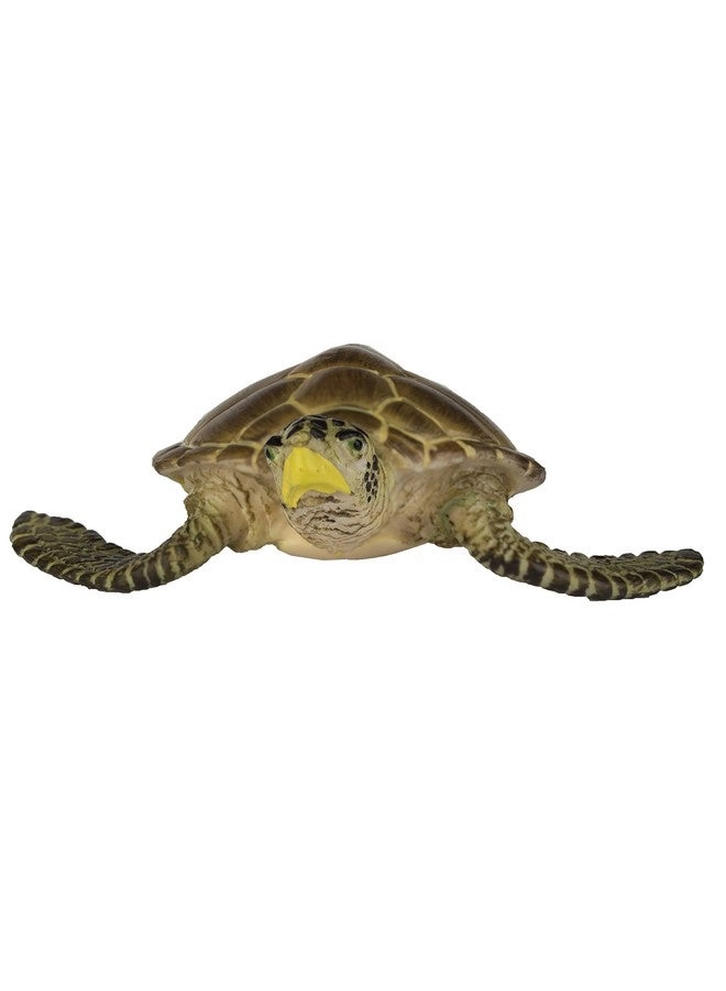 Loggerhead Turtle