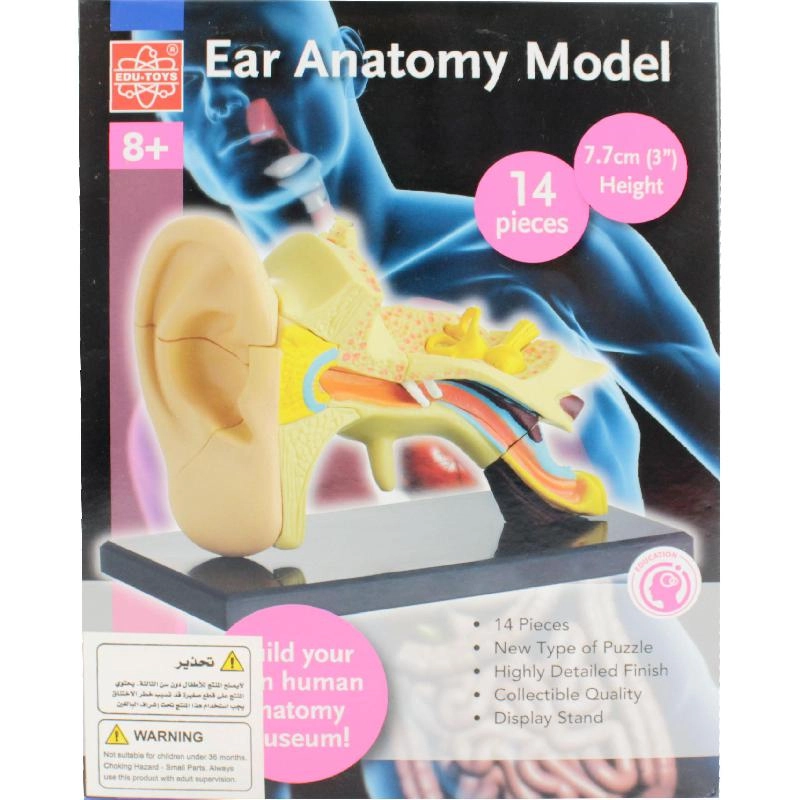 Ear Anatomy Model - Science - Anatomy - 8 years+