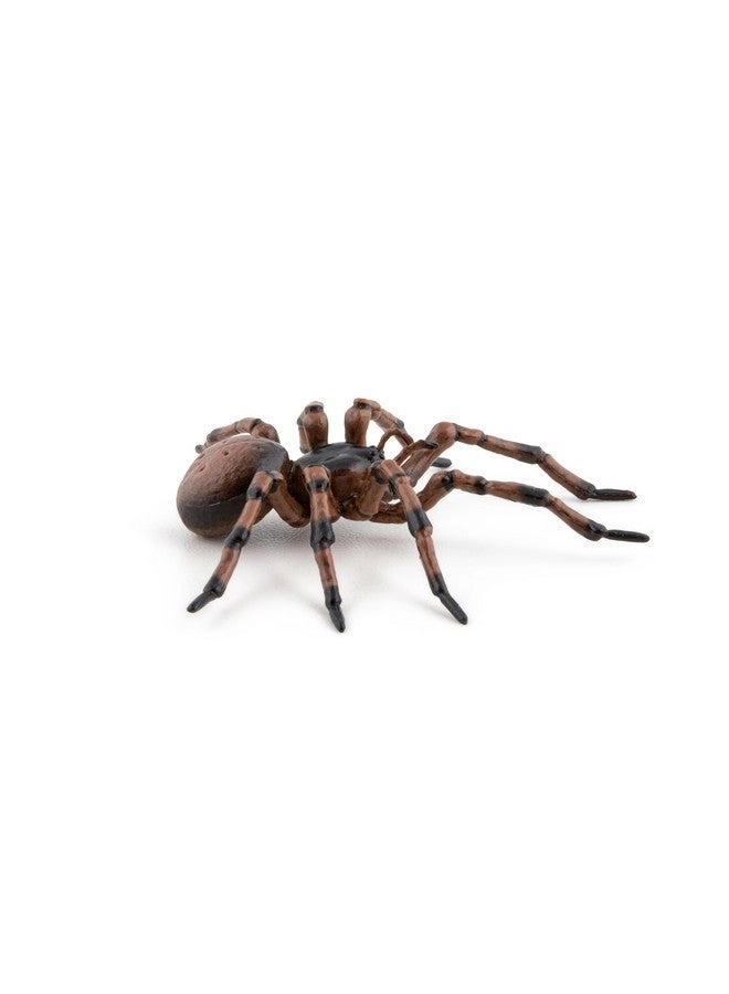 Wildlife - Common Spider (50292)