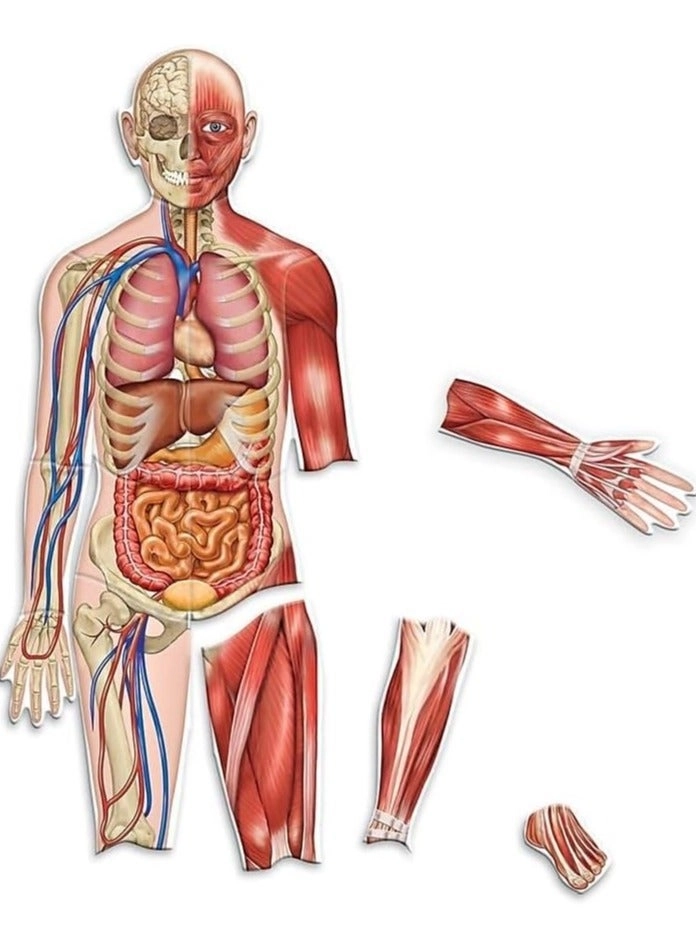 Learning Resources Double-Sided Magnetic Human Body - 17 piece(s)