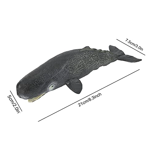 Sperm Whale Animal Model - 18 months - 3 years