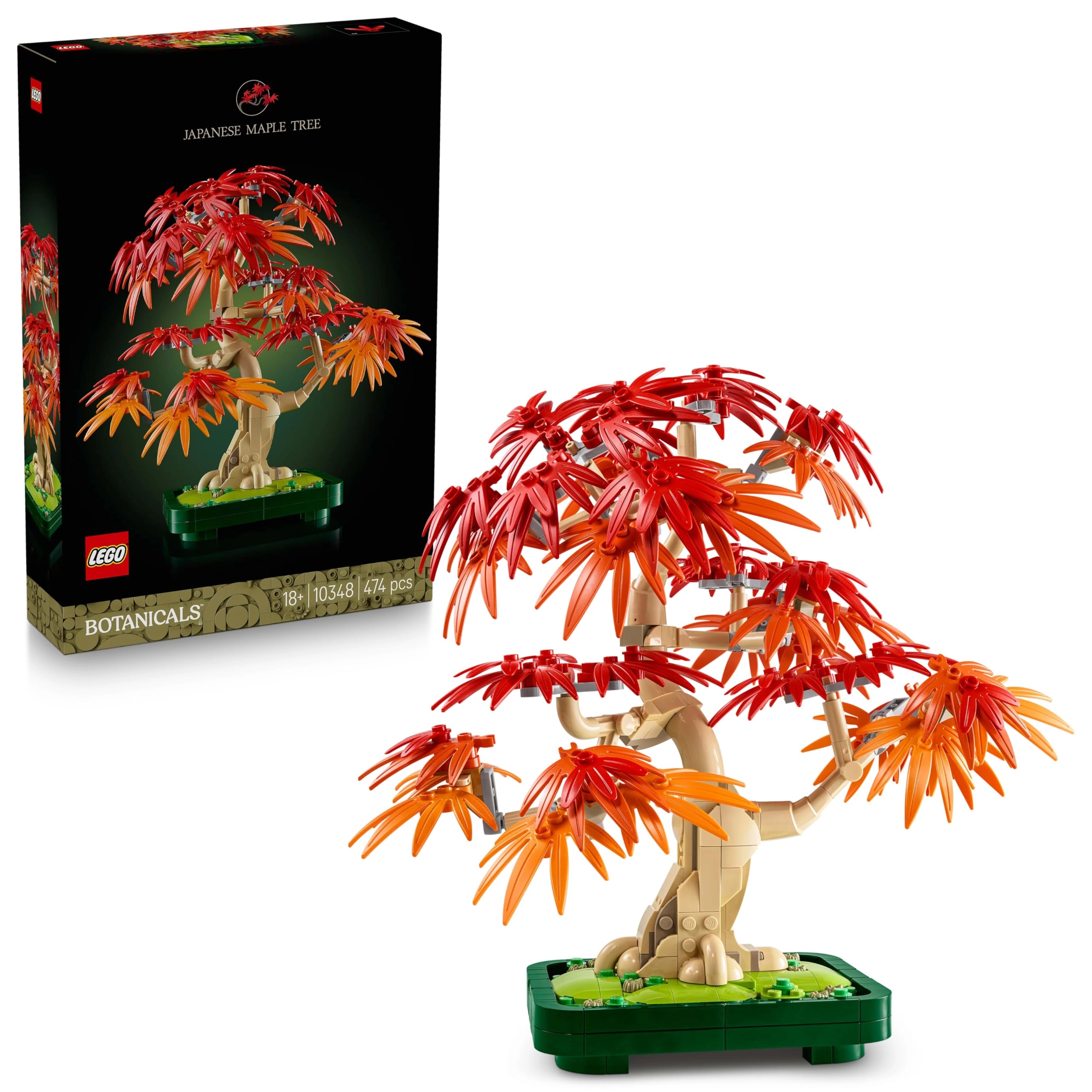 Japanese Red Maple Bonsai Tree (10348) - Botanicals