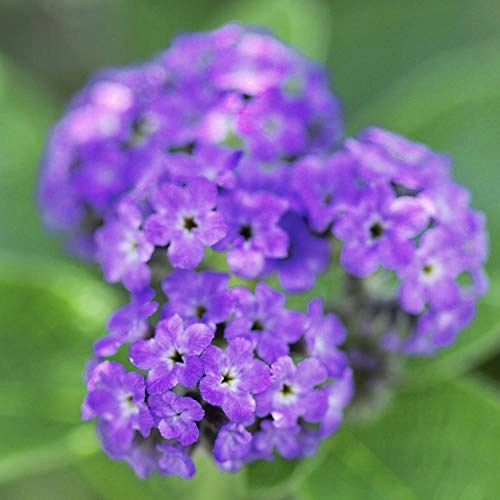 Casual - Eau de Parfum 4 Fluid Ounces