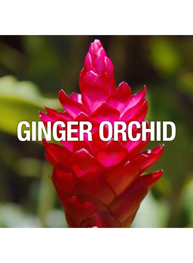 Women Eau de Toilette