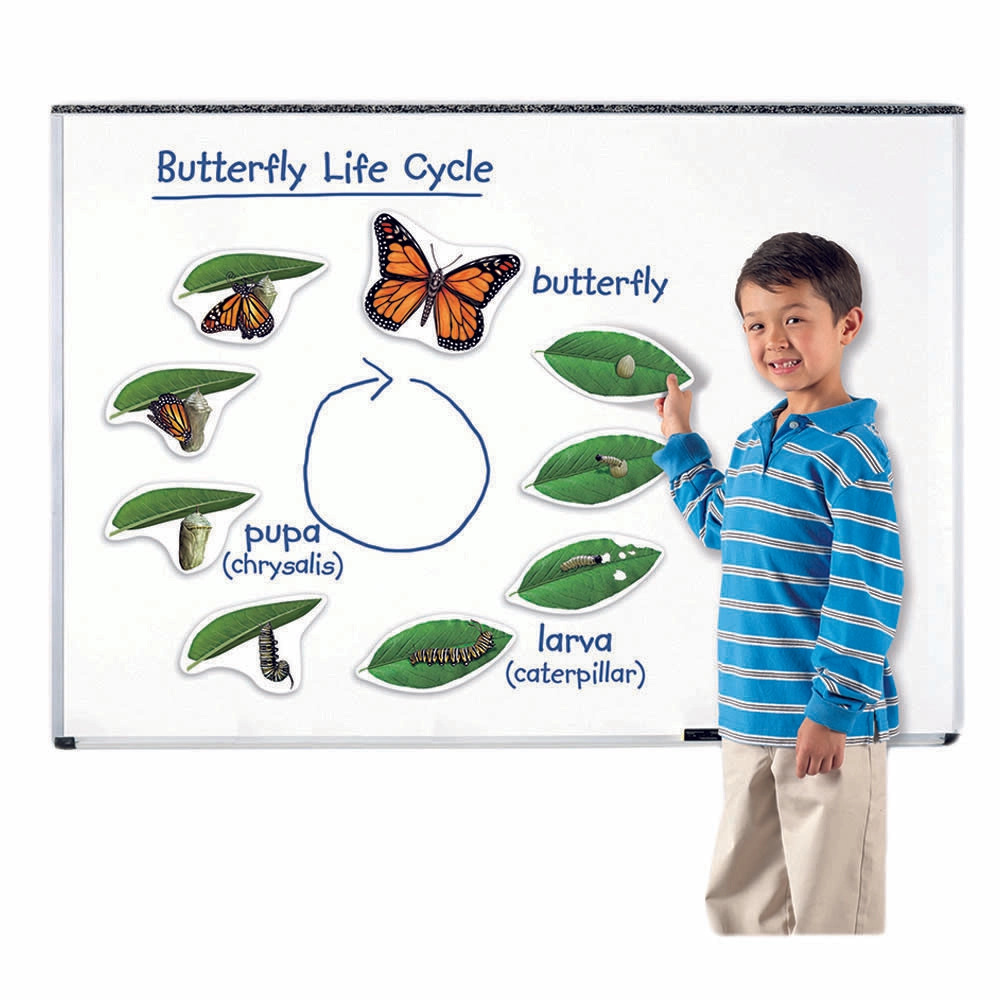 Magnetic Butterfly Life Cycle - 5 years+ 9 pieces