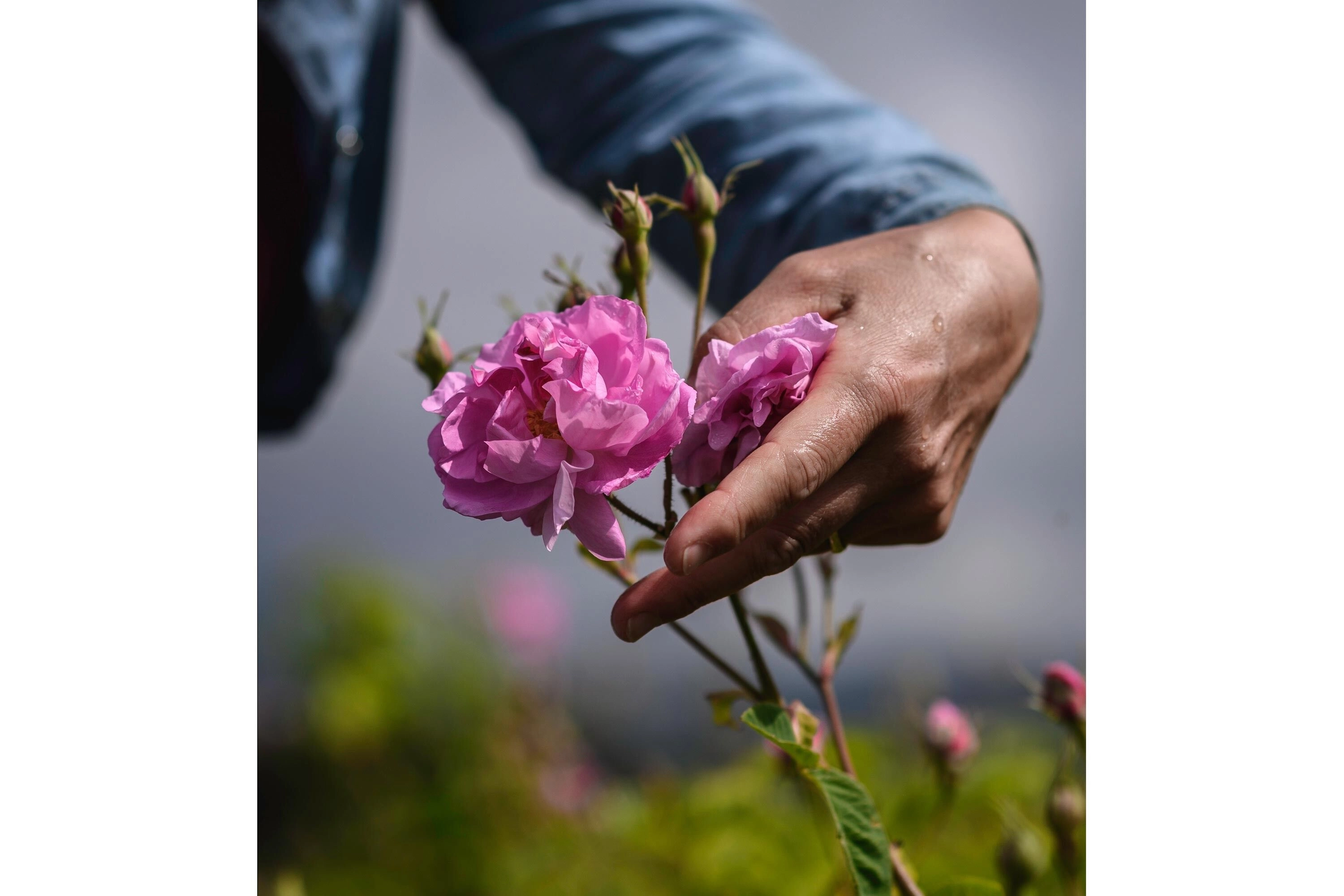 Absolutely Blooming Eau de Parfum 50 ml