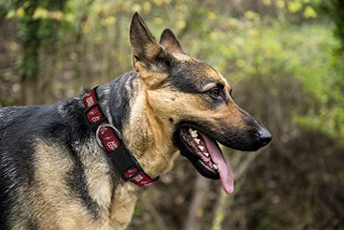 SAB-3036 - L Dog