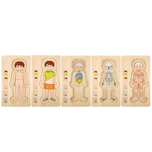 Human Body Structure Multilayer Brick Toy - 1 piece