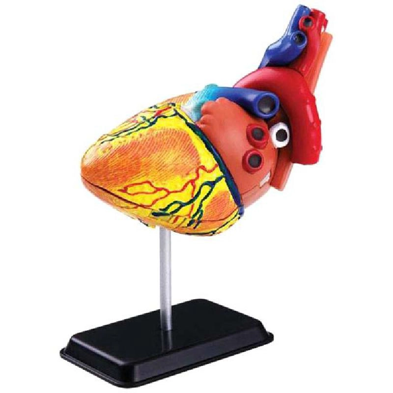 Education Heart Model Anatomy - 7 Years and Above