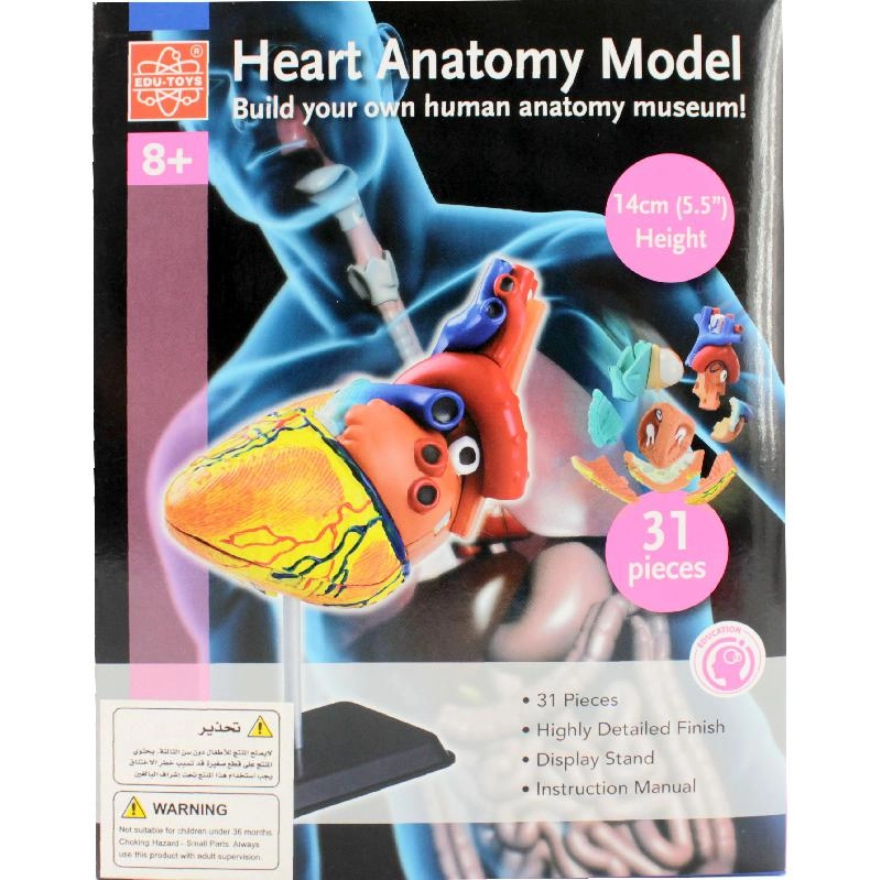 Edu-Toys Education Heart Model Anatomy - 7 Years and Above