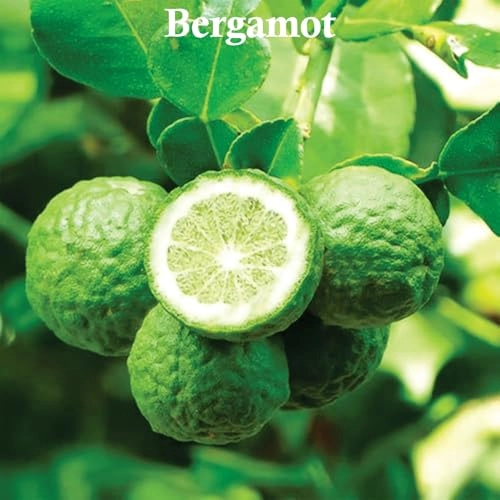 No.272 Eau de Parfum 25ml