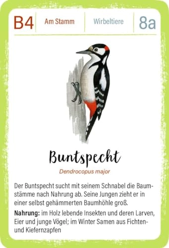 Expedition Natur Quartett Waldtiere - Children/Juvenile