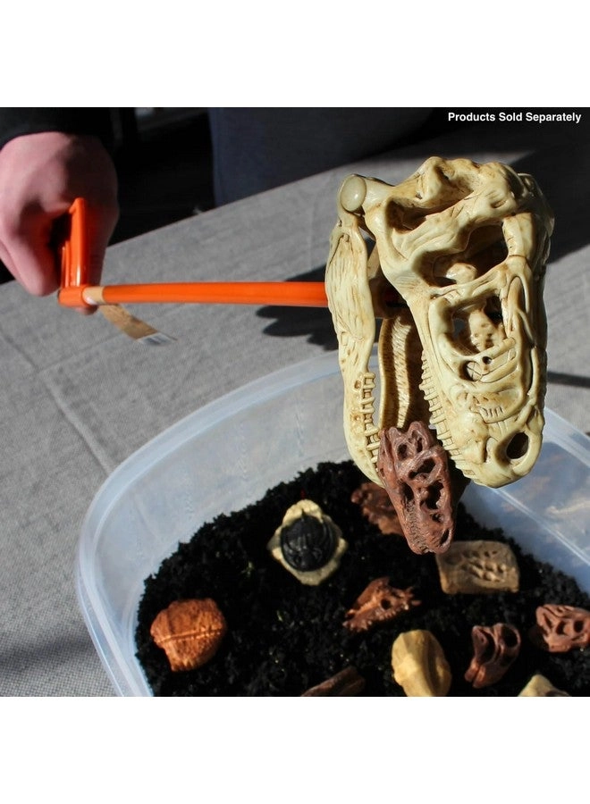 T-Rex Skull Snapper - 3 years+