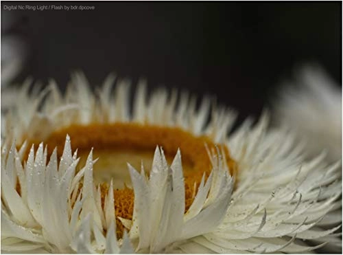 Dual Macro LED Ring Light - 3000-15000K 4 x AA batteries