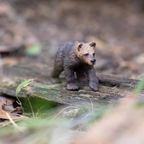 Grizzly Bear Cub