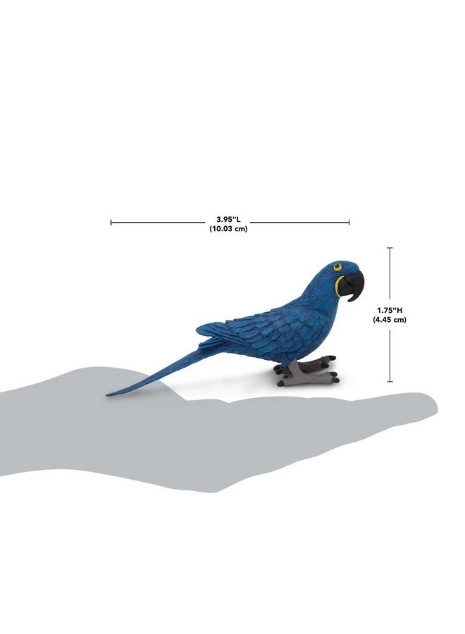 Bird - Hyacinth Macaw