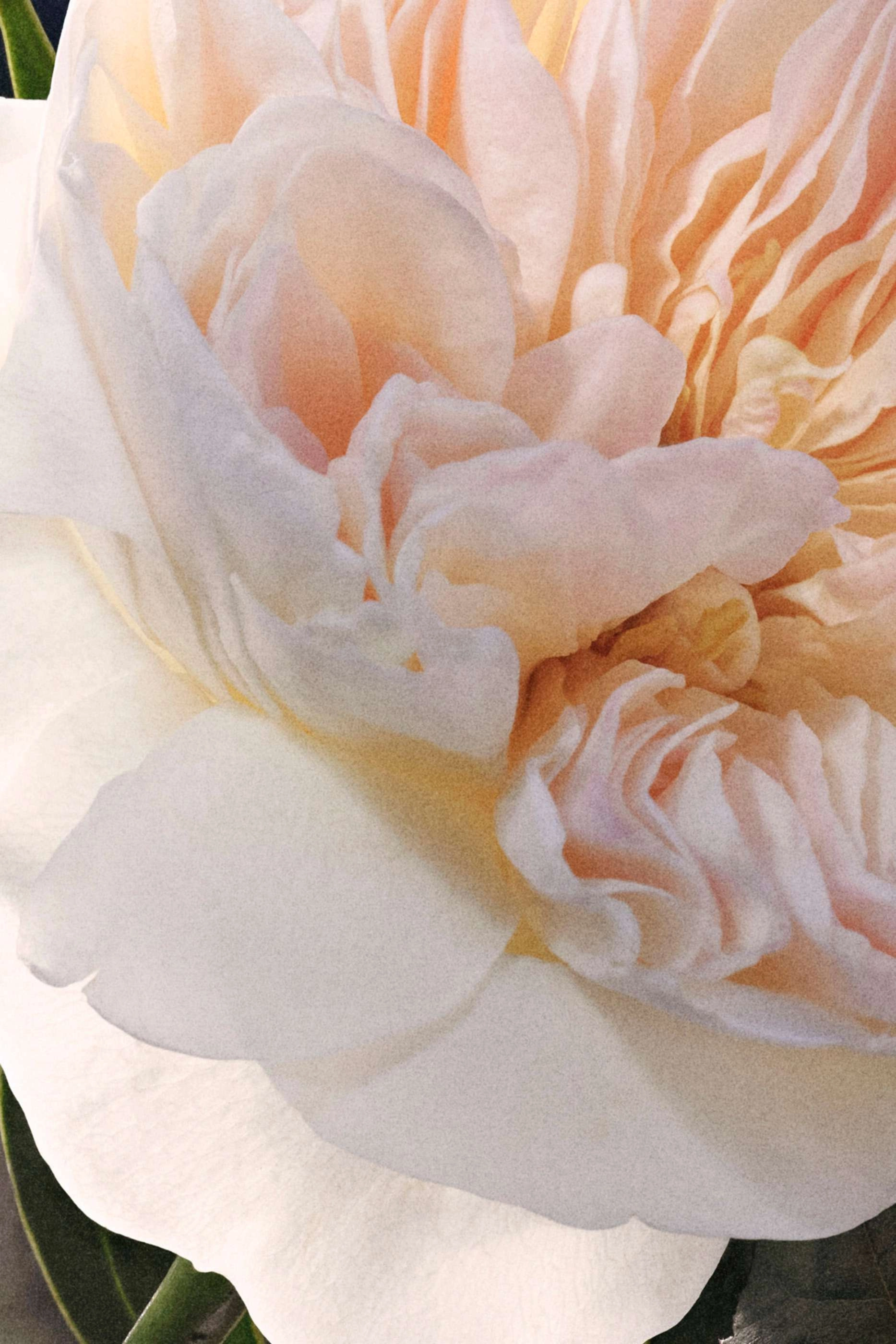 Chloe Eau de Parfum 75ml