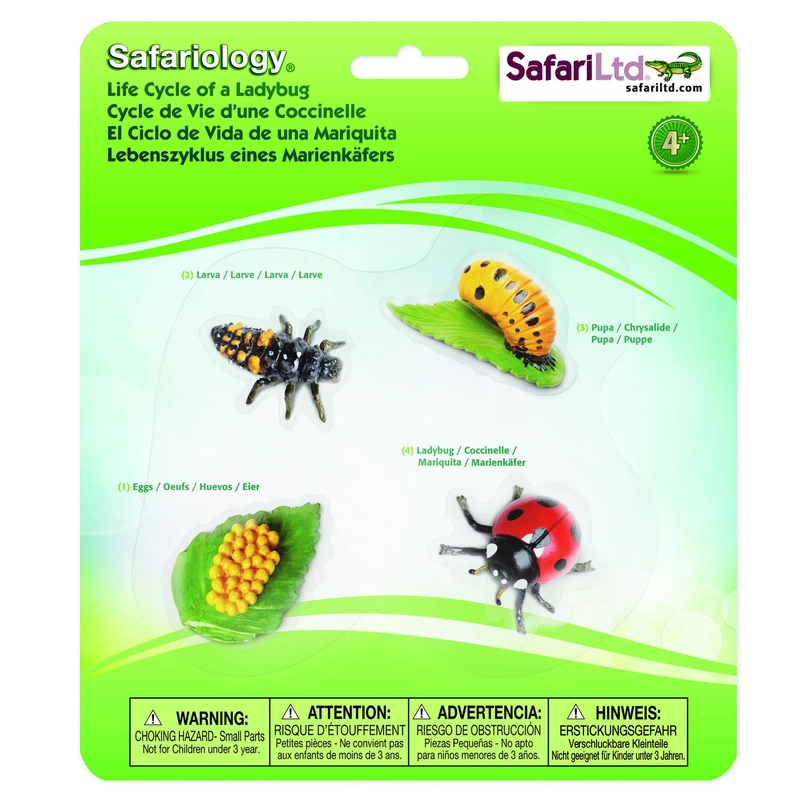 Safari Life Cycle of a Ladybug - 4 Pieces Biology