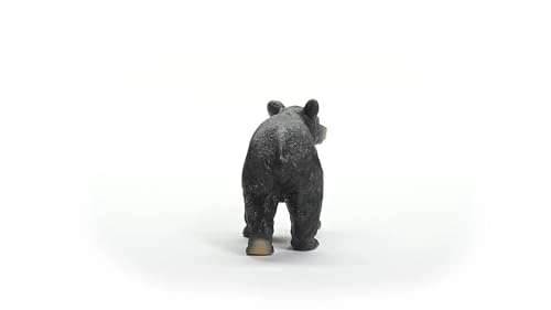 American Black Bear - 4+