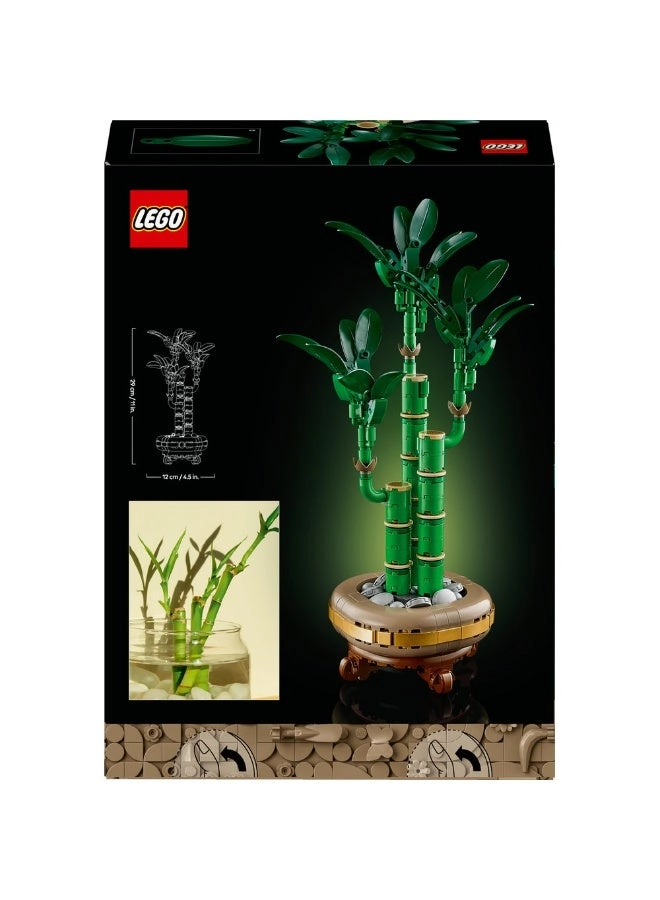 Lucky Bamboo (10344) - Botanicals