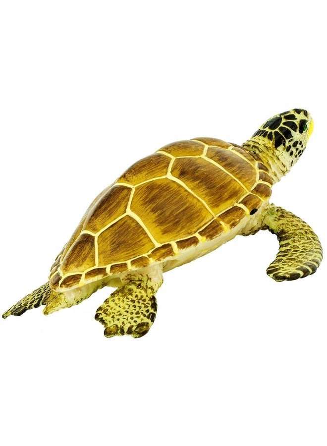 Loggerhead Turtle
