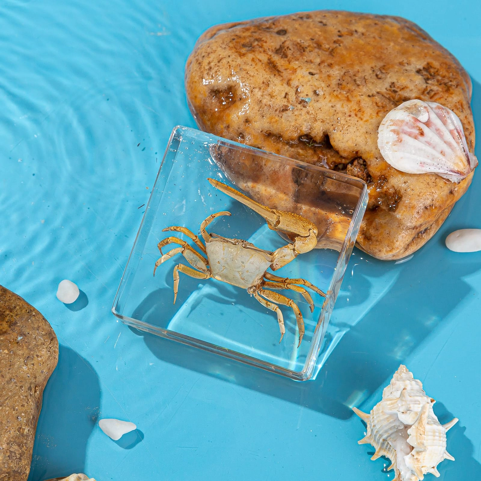 Fiddler Crab - high-density resin