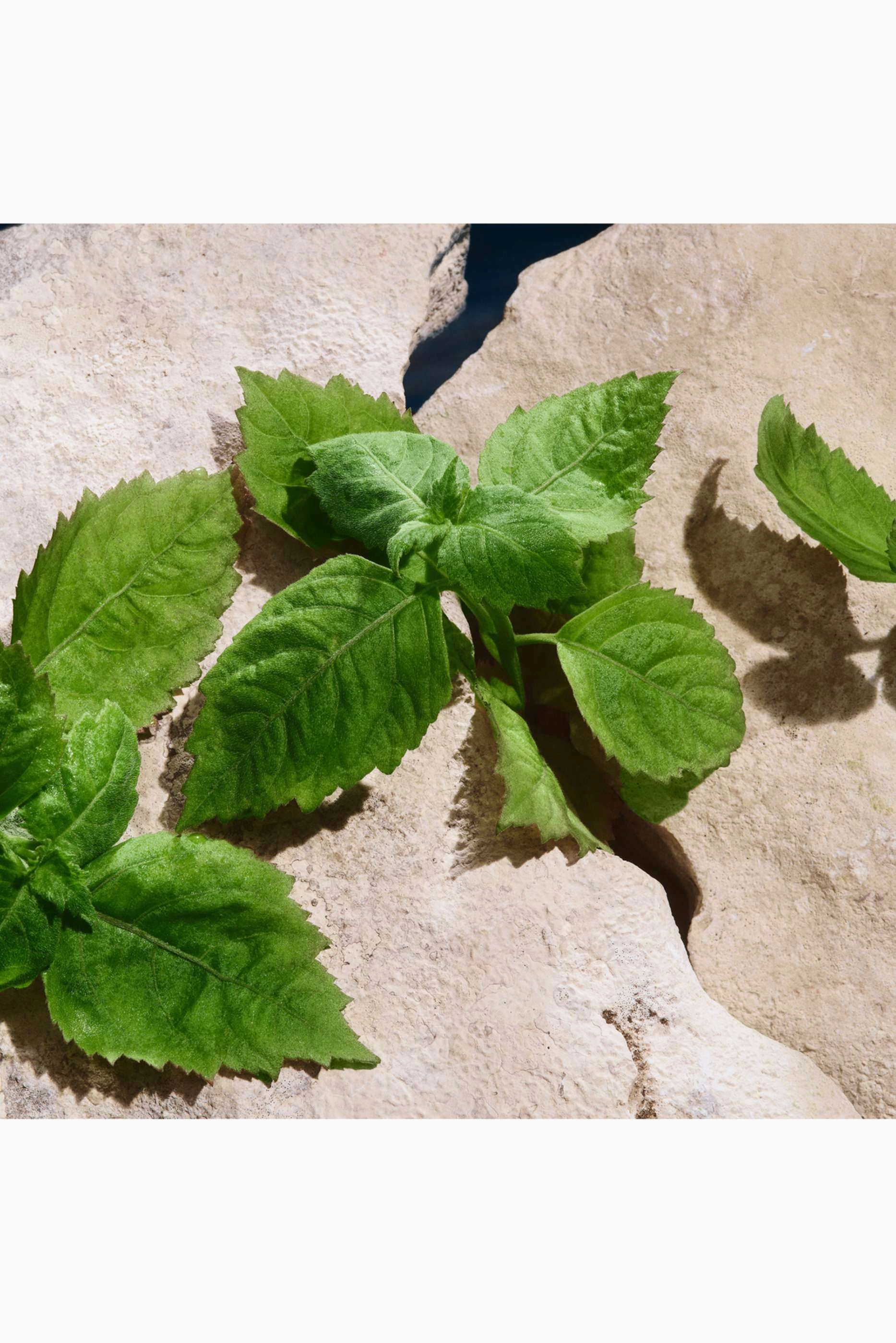 Light Blue Pour Homme Eau de Toilette 100ml