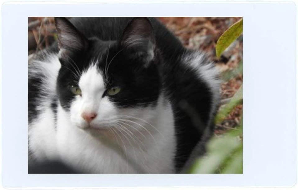 Instax Mini - 20 pieces