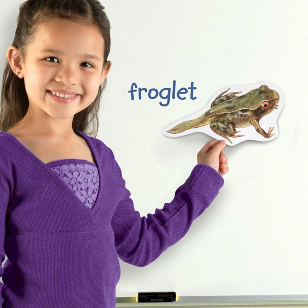 Giant Magnetic Frog Life Cycle Demonstration Set Science - 5 years+ 9 pieces