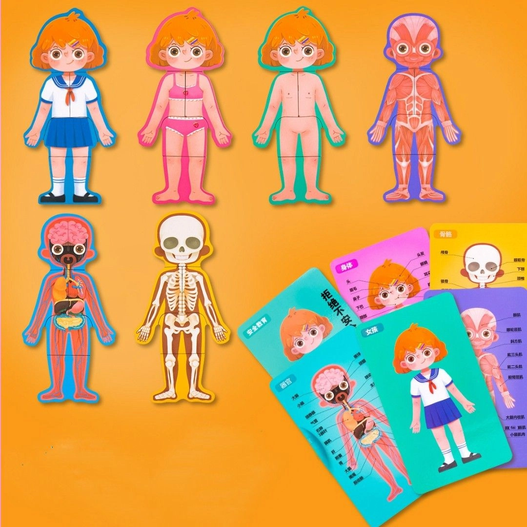 Treehole Body Structure Puzzle - 3 +