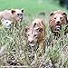 Adolescent Male Lion - Wildlife - 3yr(s) (63.5 cm)