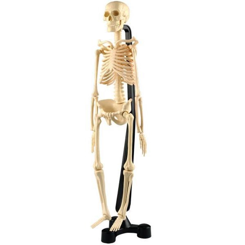 Edu-Toys Mini Skeleton Anatomy - 7 years+ 48 pieces