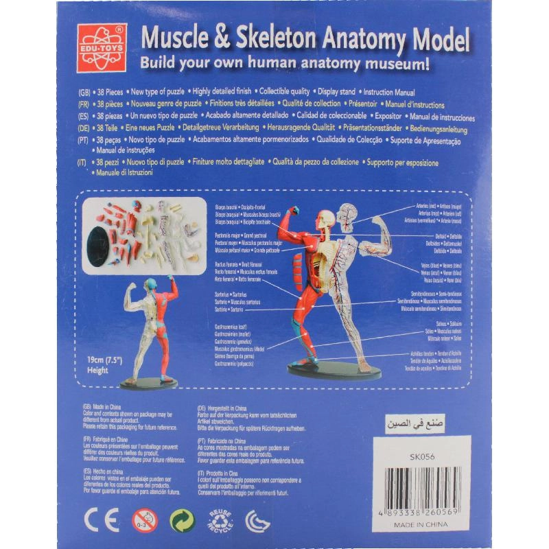 Muscle & Skeleton Anatomy Model, Science - Anatomy - 8 years+