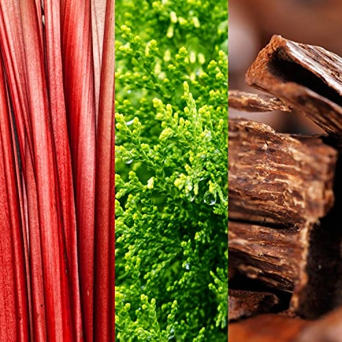 Go Eau de Toilette 50ml