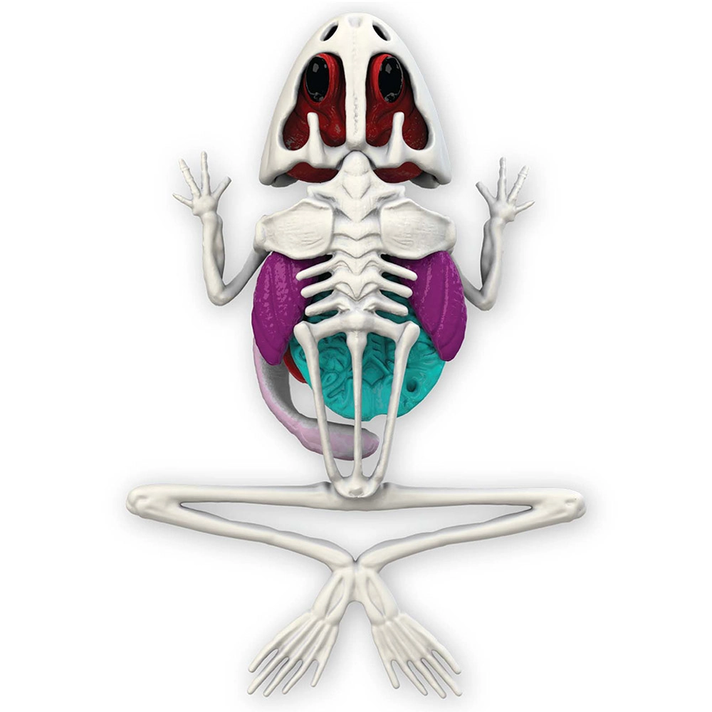 Dissect It In Giftbox Biology - 8 years+ 10 pieces