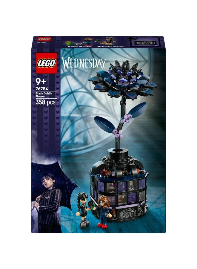 Wednesday Black Dahlia Flower